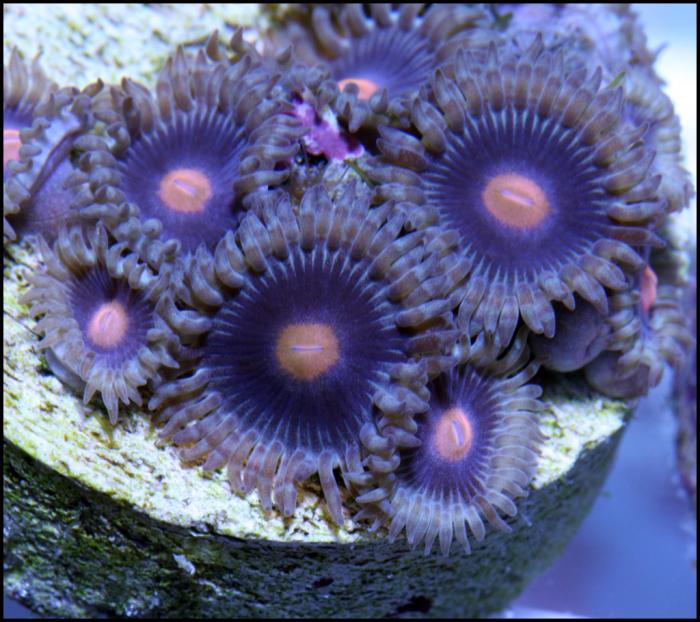 Mary Jane Zoas Tubbs Blue Zoas Nuclear Green Palys Jade Ring Zoas